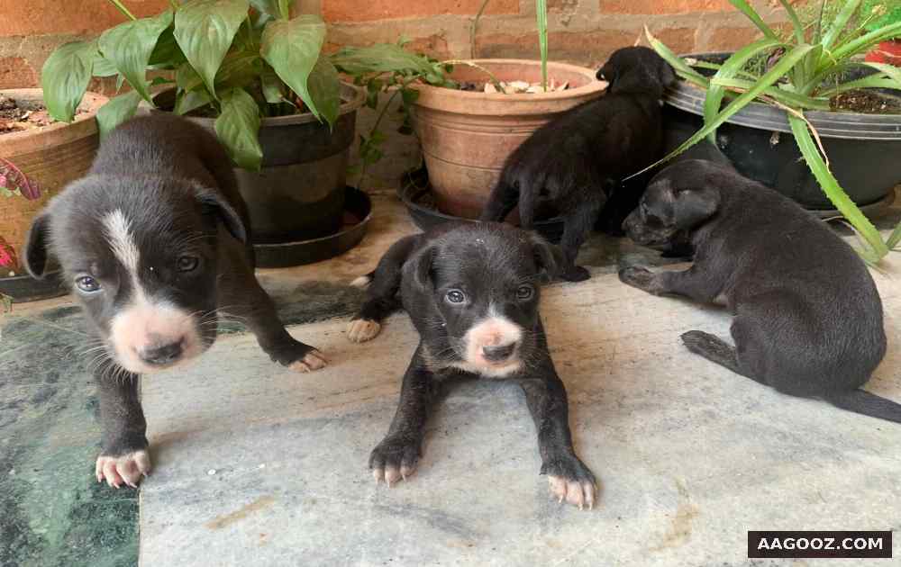 Puppies for adoption in Trivandrum in Kerala Puppies for adoption in Trivandrum in Kerala