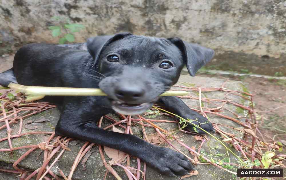 Puppies for adoption in Trivandrum in Kerala