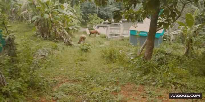 10-cent-land-for-urgent-sale-Pathanamthitta-Vechoochira