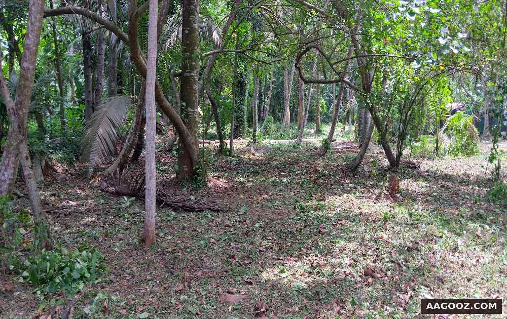 Residential-plot-for-sale-Trivandrum-Kanjiramkulam