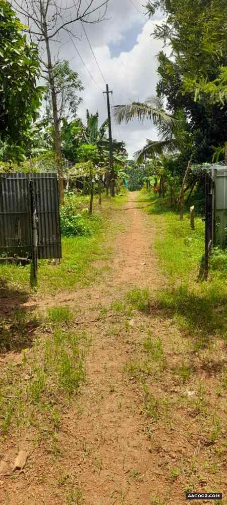 65-cent-land-for-urgent-sale-Alappuzha-Charummoodu