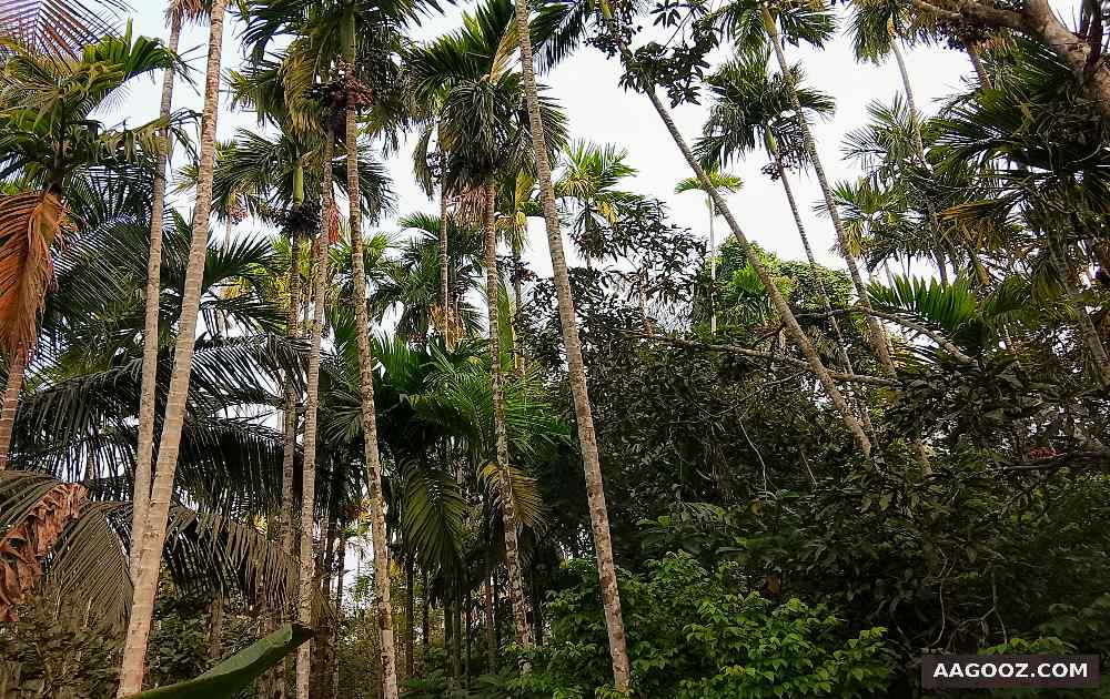 80-cent-land-&-house-for-sale-Karukaputhoor-Palakkad