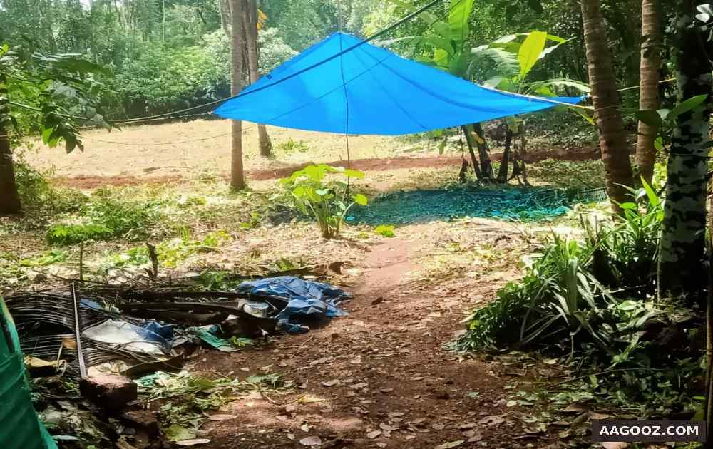 70-cent-land-for-sale-Kozhikode-Chathamangalam