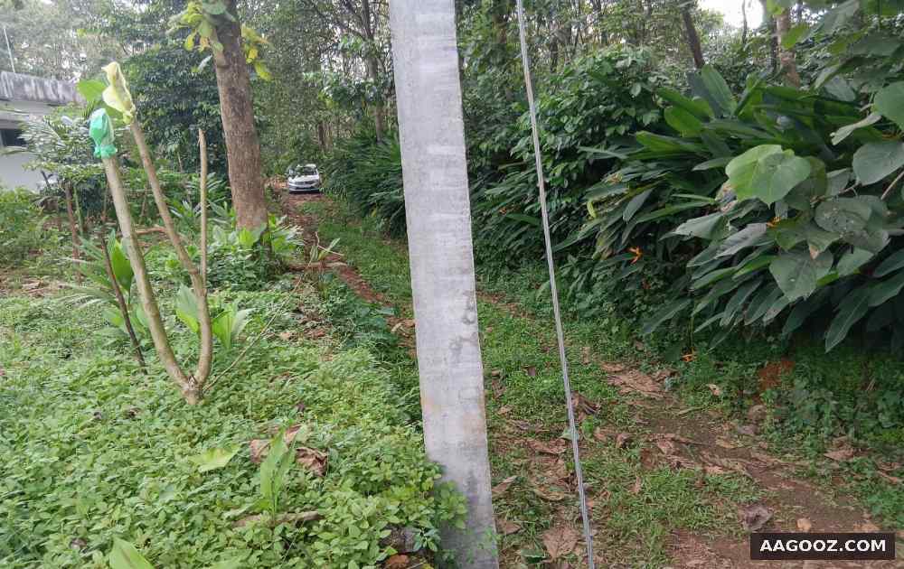 71-cent-agricultural-land-in-Kudamunda-Ernakulam