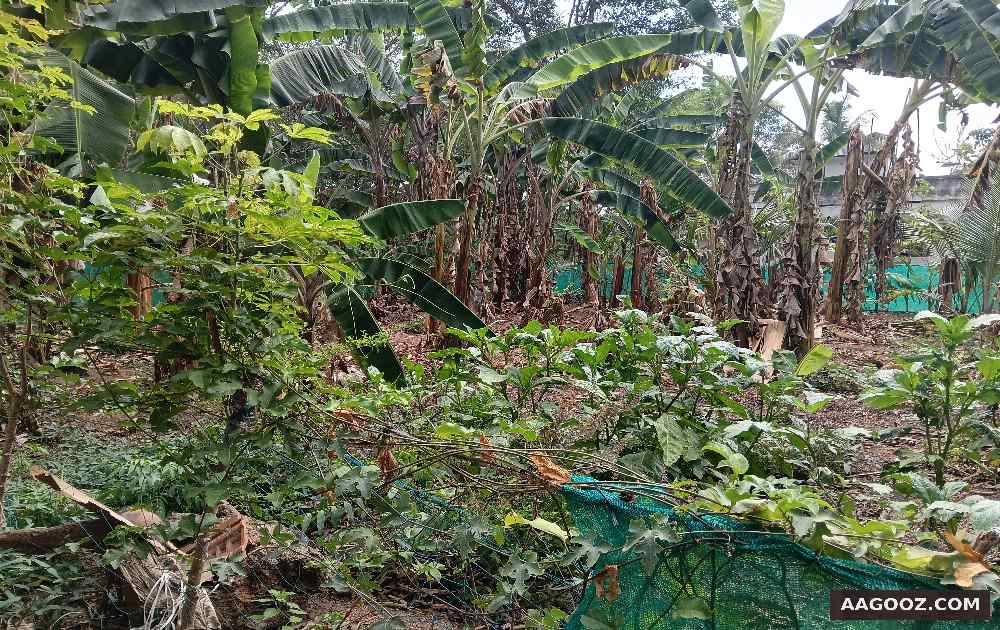5-cent-house-plot-for-sale-Kallara-Thiruvananthapuram