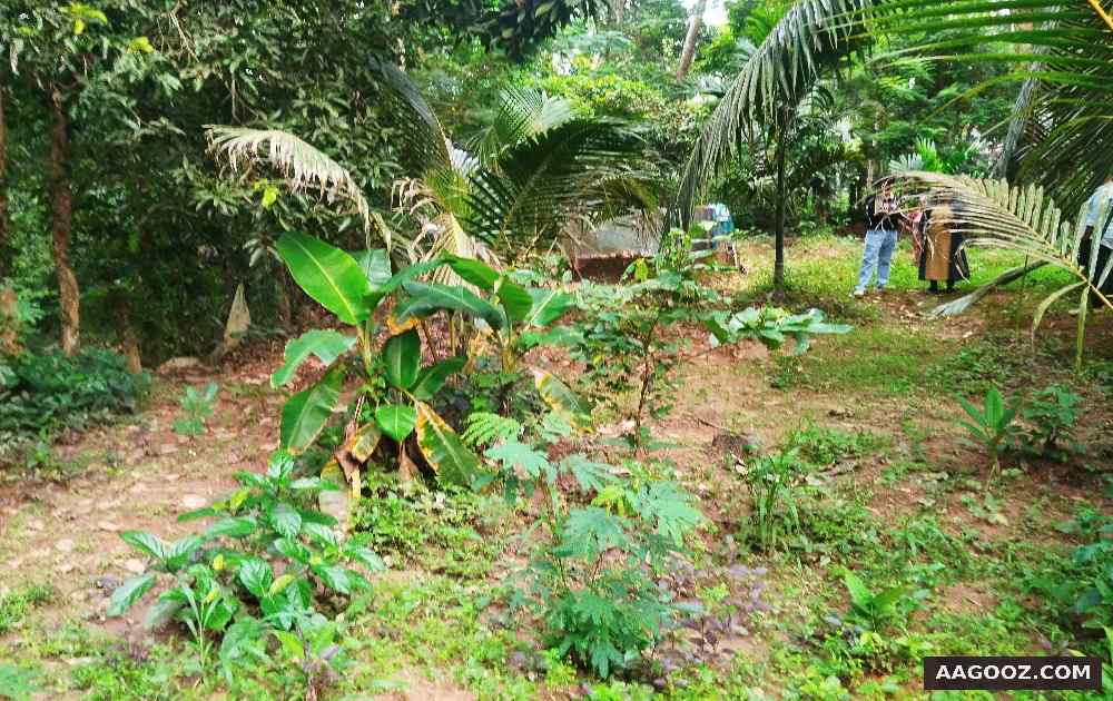 Residential-property-for-sale-Palakkad-Kizhakkumpuram