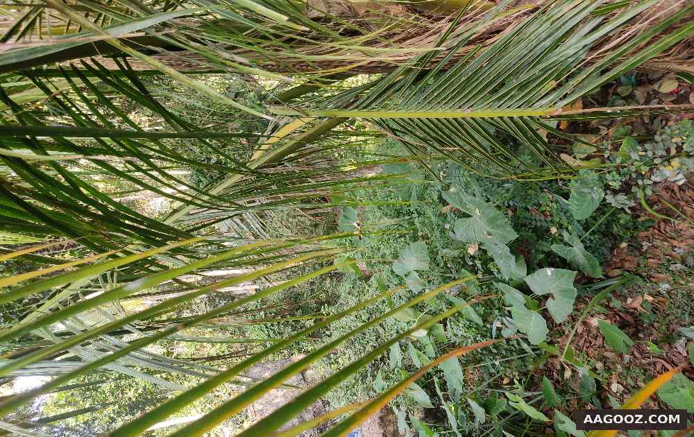 80 cent low cost land for sale Trivandrum Kovalam by owner in Kerala